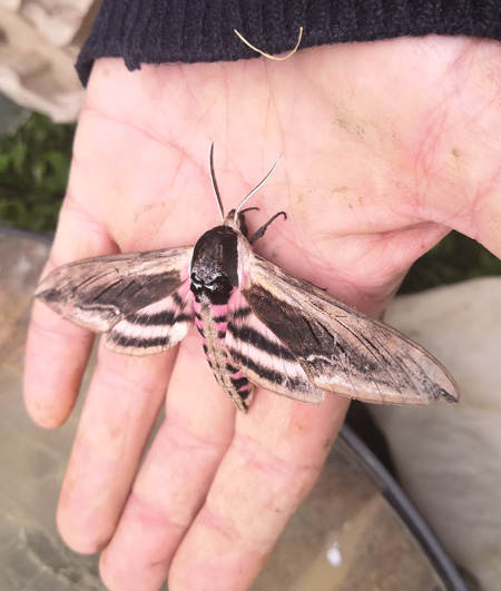 hawkmoth